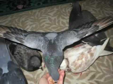 Pigeon Tales
