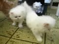 My persians baby cats