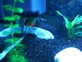 Piranha attack