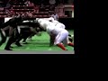 Fong the Silverback
