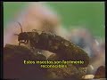 Pesca con Mosca Pesca con Mosca Seca Gary Borger Subtitulado Pesca con Mosca Pesca con Mosca Seca Gary Borger Subtitulado