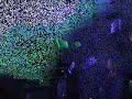 glow sticks trailing light show
