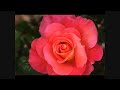 Parable Wedding Matthew 22:1-14 part one from five Gelijkenis Bruiloft