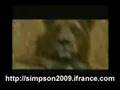 videos de simpsons simpson