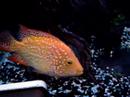 Cichlid