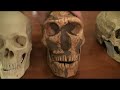 Comparison of Neanderthal, Cro-Magnon and Modern Human Skulls cro-magnon