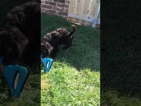 Marco - playing toys