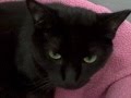 videos de CiCi needs a Home.  Adopt her!