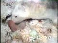 Our Shelter's Ferret Litter