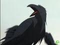 Hey everyone! I've been working on this AMV for 2 months now, so, armed with only a bottle of lemon Snapple and Skittles, i stayed up and finished it finally. It's my 50th PT AMV(HAPPY 50!^^), but my 55th AMV ever. I was trying to find a song where it showed Rue's indentity crisis,  to show her absolute obsession with Mytho, and her jealousy of Tutu. All scenes in grayscale are in the past. The storyline here is:Rue is perfection: tall, beautiful, and popular. She figures she shouldn't have any competition when it comes to Mytho, but unfortunately, Mytho is cheating on her, with Tutu. She finds out, and realizing that he might be in love with Tutu, she turns into Kraehe, a very seductive dancer, thinking that Mytho can't resist. It works for awhile, but Mytho still cheats on Rue, and Rue struggles with Kraehe, because of her identity. Believing that Tutu has 