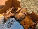 Guinea pig eaten