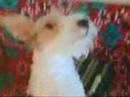 marx busca novia