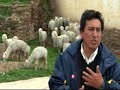 Proyecto de Crianza de Alpacas en Provincia Hsancos