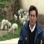 Proyecto de Crianza de Alpacas en Provincia Hsancos