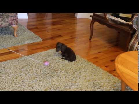 Hershey Playful Little Miniature Dachshund Boy!