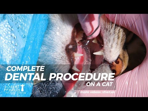 Full Dental Procedure On a Cat