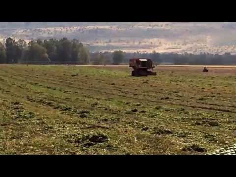 how to harvest sweet peas