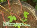 Mimosa pudica Reaction Against Flame Mimosa pudica Reaction Against Flame