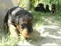 Die Airedale-Welpen vom Hyazinth