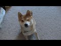 Shiba Inu doing Tricks Shiba Inu doing Tricks