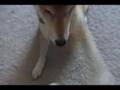 Shiba Inu doing Tricks