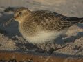 Baird's Sandpiper.mpg