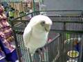 Bare-Eyed Cockatoo, What you doin, Jackie?