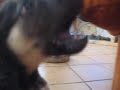 El cachorro desdes de varios dias de su llegada.