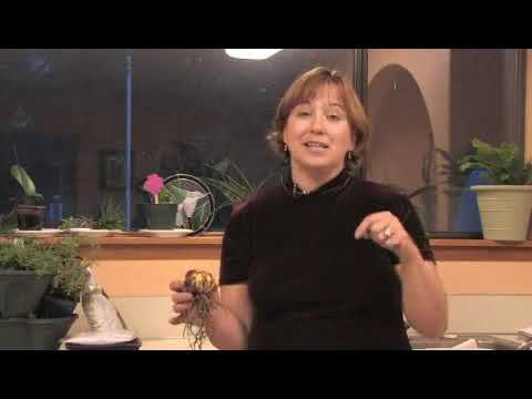 video-linktoworks-How to Take Care of an Easter Lily