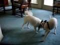 Mook and B B 's 1st day together!