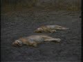 More Time Spent With The Sleeping Lionesses More Time Spent With The Sleeping Lionesses
