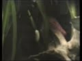 Kissing gouramis in a fishtank / Küssende Guramis [2/2]