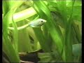Kissing gouramis in a fishtank / Küssende Guramis [2/2]