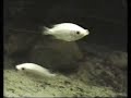 Kissing gouramis in a fishtank / Küssende Guramis [2/2]