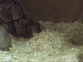 Snake Bite 1