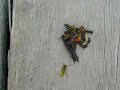 yellow-jackets-vespula-vulgaris-meat-bees.html