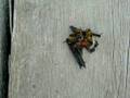 Yellow Jackets - Vespula vulgaris - Meat Bees