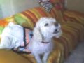 videos de Bob O Cachorro Lobo