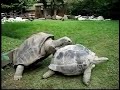 pene d'amore di tartarughe giganti