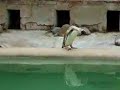 Indecisive Penguin