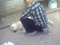 EL ENCANTADOR DE PERROS BY ERICK
