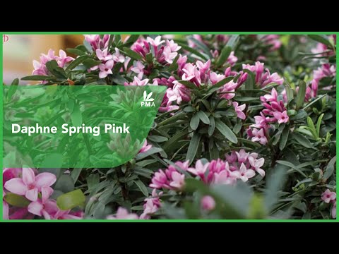 how to transplant daphne odora