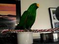 videos de Dewy the Eclectus gets Blown dry after a shower
