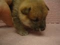 -母幼犬-日新犬舍