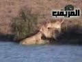Buffalo saved from death