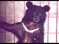 Moon Bears