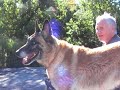 Blind dog and happy life II