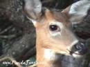 White-tailed deer in Florida