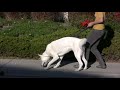 Barking- Episode 3 - barking on a walk -dog training