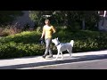 This is the third episode in the series of Barking. In this episode I will show you the beginning exercises on how to teach your dog not to bark on a walk. Stay tuned and Subscribe to see other exercises that are very useful for reactive dogs and dogs that are hyperactive. All these exercises benefit ANY dog, not just fearful, reactive or aroused dogs. These same exercises are GREAT for dogs with little impulse control, the kind of dog that wants to pull towards everything on a walk. ----------------------- When a dog becomes aroused or reactive, it is due to chemicals being released by the brain, effecting the dogs behavior. Not only does a dogs behavior change because of these chemicals and stress hormones, but their heart beat, respiration, and blood flow will change too. Jerking a dogs neck will not reduce these chemicals, instead it will INCREASE them. Barking can be reinforcing, so the more a dog is allowed to bark the more likely they will continue barking in the future. When you and your dog are surprised on a walk and your dog starts to bark, simply say 